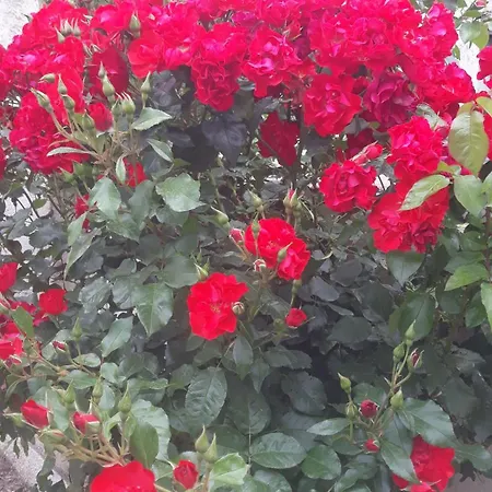La Casa Di Bia Bed & Breakfast Corleone Room photo